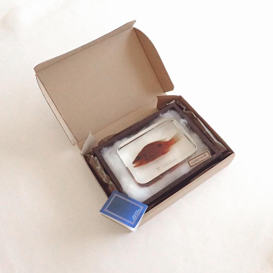 クロホシフエダイ樹脂封入標本 3L (木製標本箱入り) | 18枚目