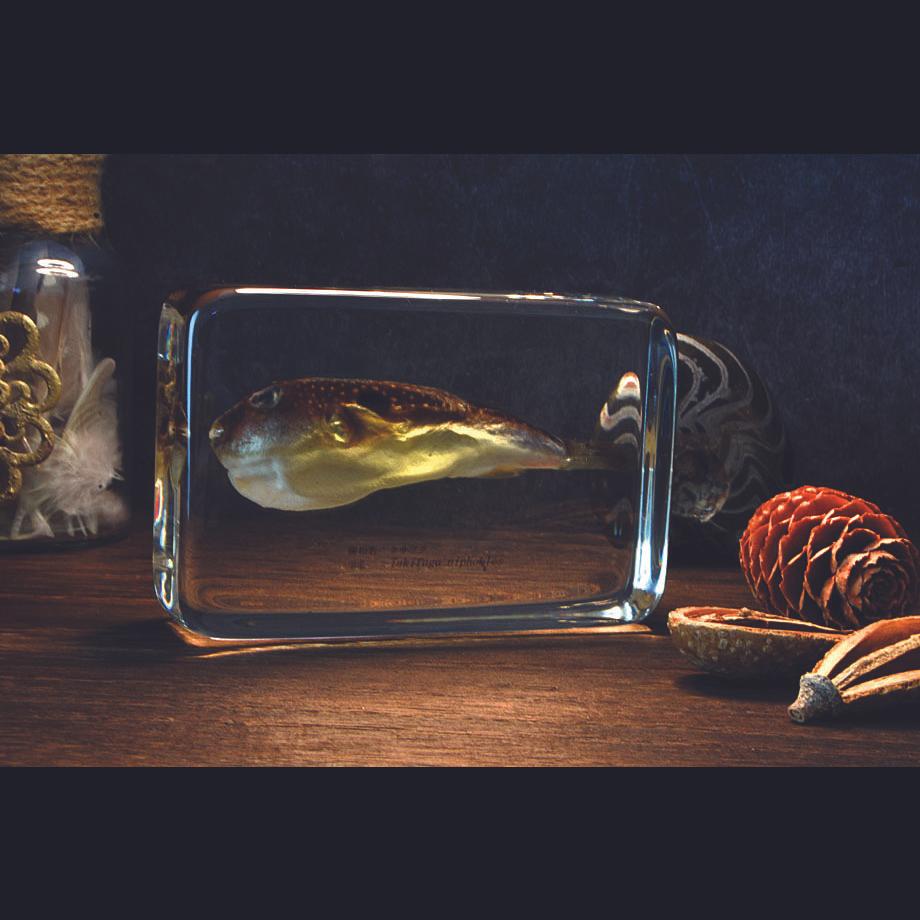 クサフグ樹脂封入標本 3L (木製標本箱入り) | 18枚目