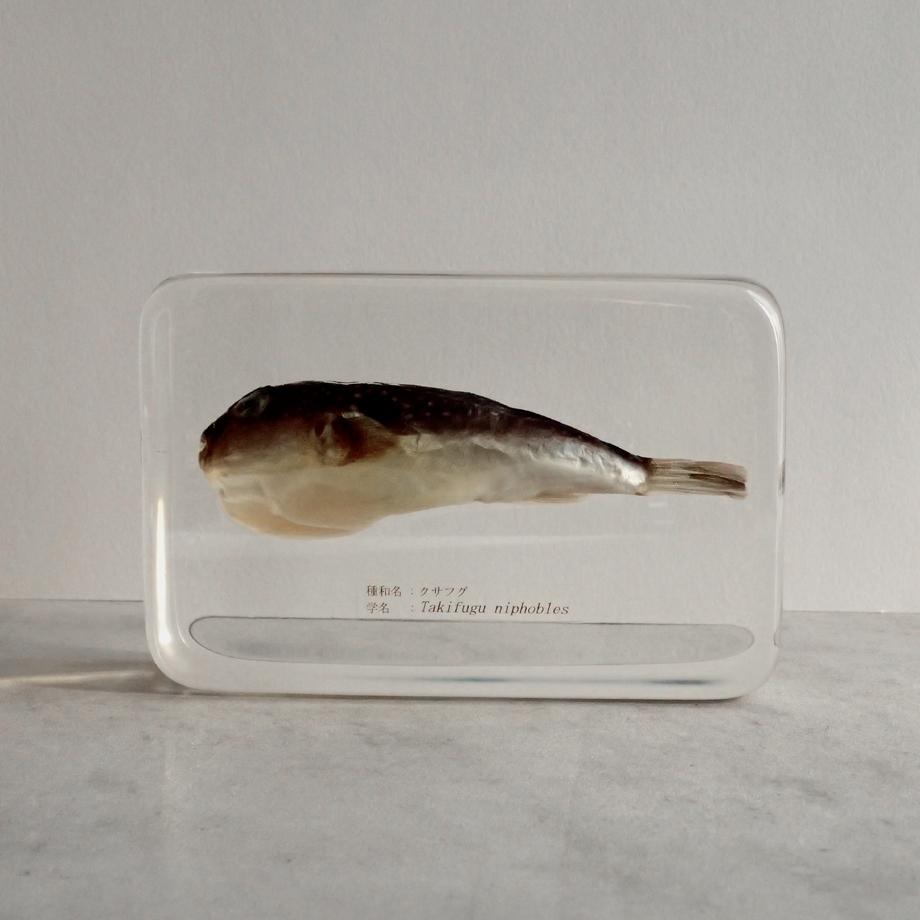 クサフグ樹脂封入標本 3L (木製標本箱入り) | 5枚目