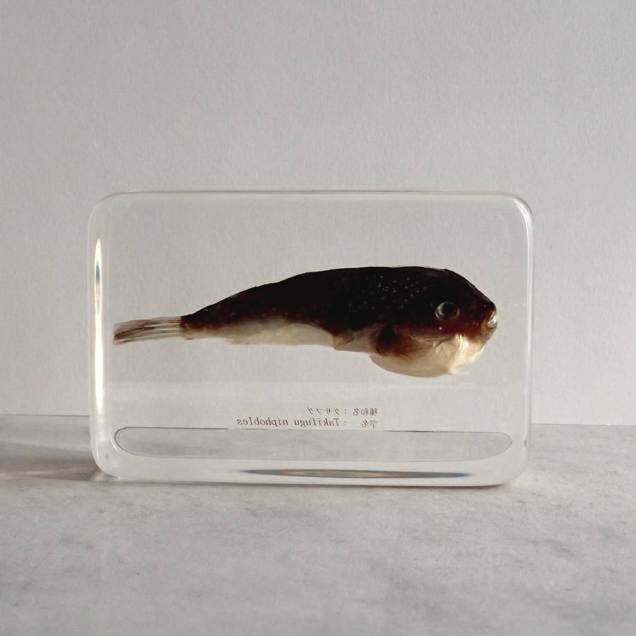 クサフグ樹脂封入標本 3L (木製標本箱入り) | 6枚目