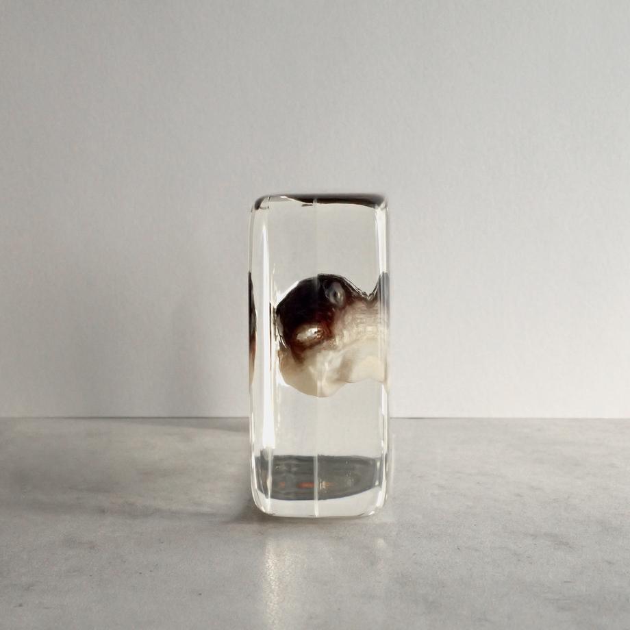 クサフグ樹脂封入標本 3L (木製標本箱入り) | 7枚目