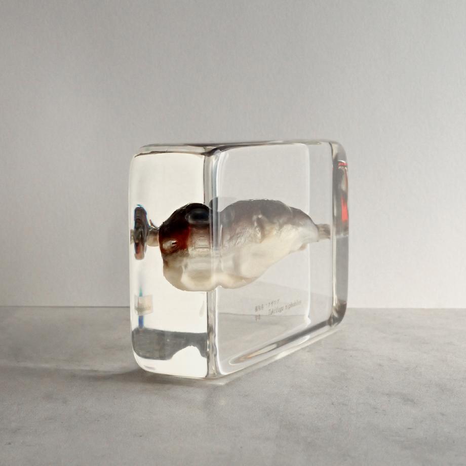 クサフグ樹脂封入標本 3L (木製標本箱入り) | 8枚目