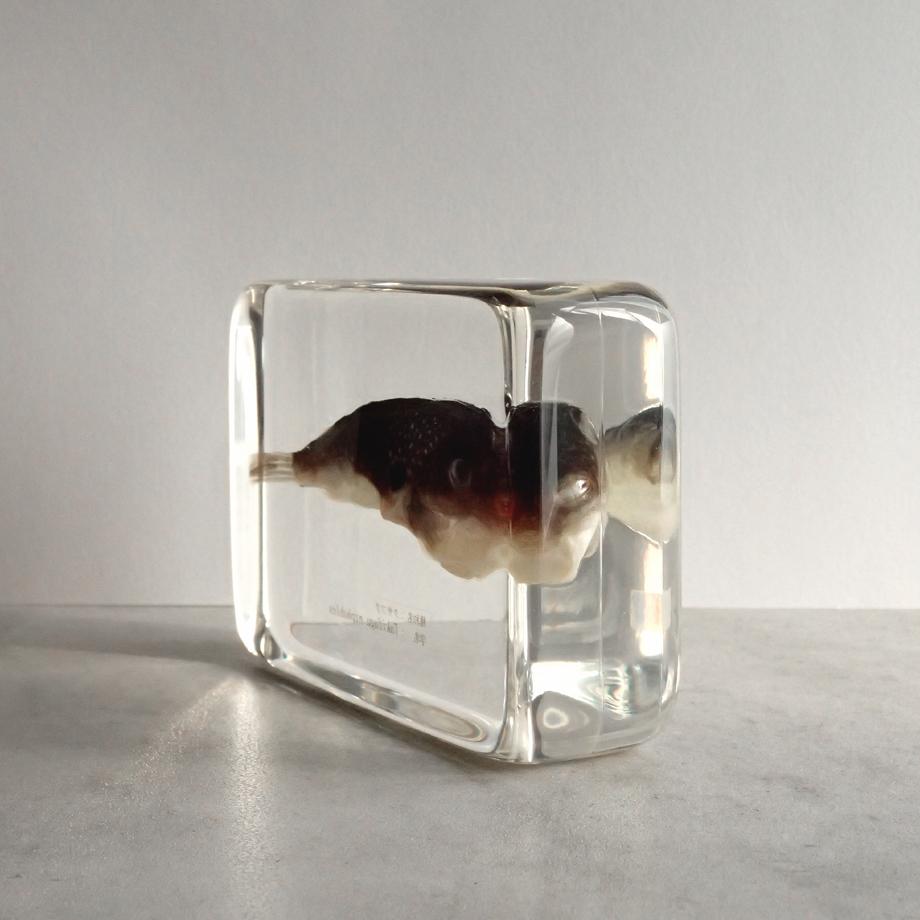 クサフグ樹脂封入標本 3L (木製標本箱入り) | 9枚目