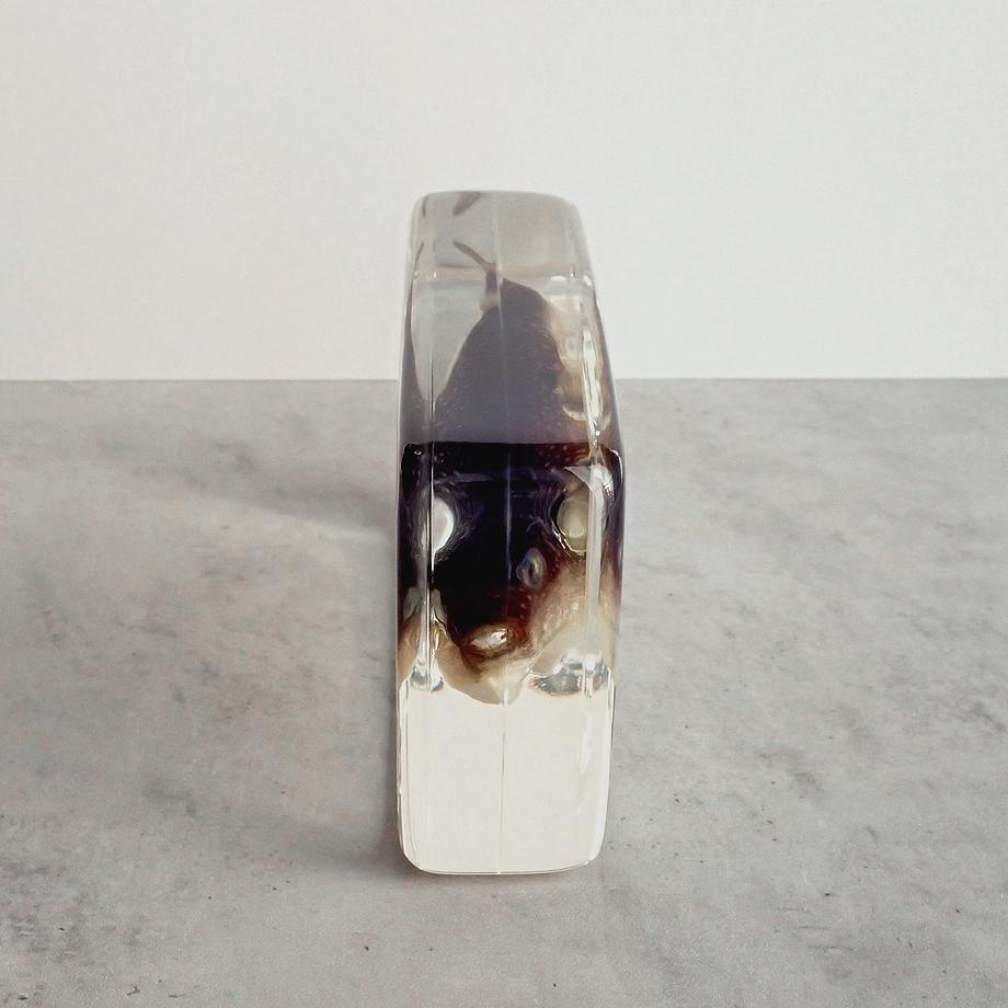 クサフグ樹脂封入標本 3L (木製標本箱入り) | 10枚目