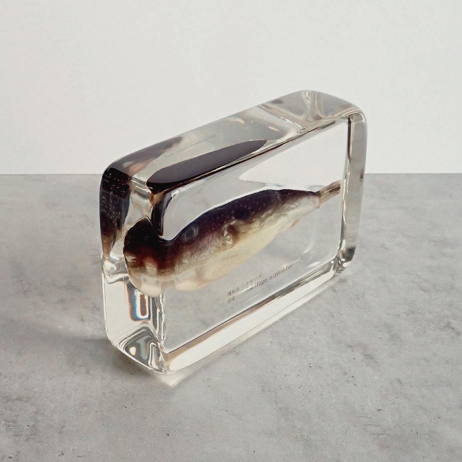 クサフグ樹脂封入標本 3L (木製標本箱入り) | 11枚目