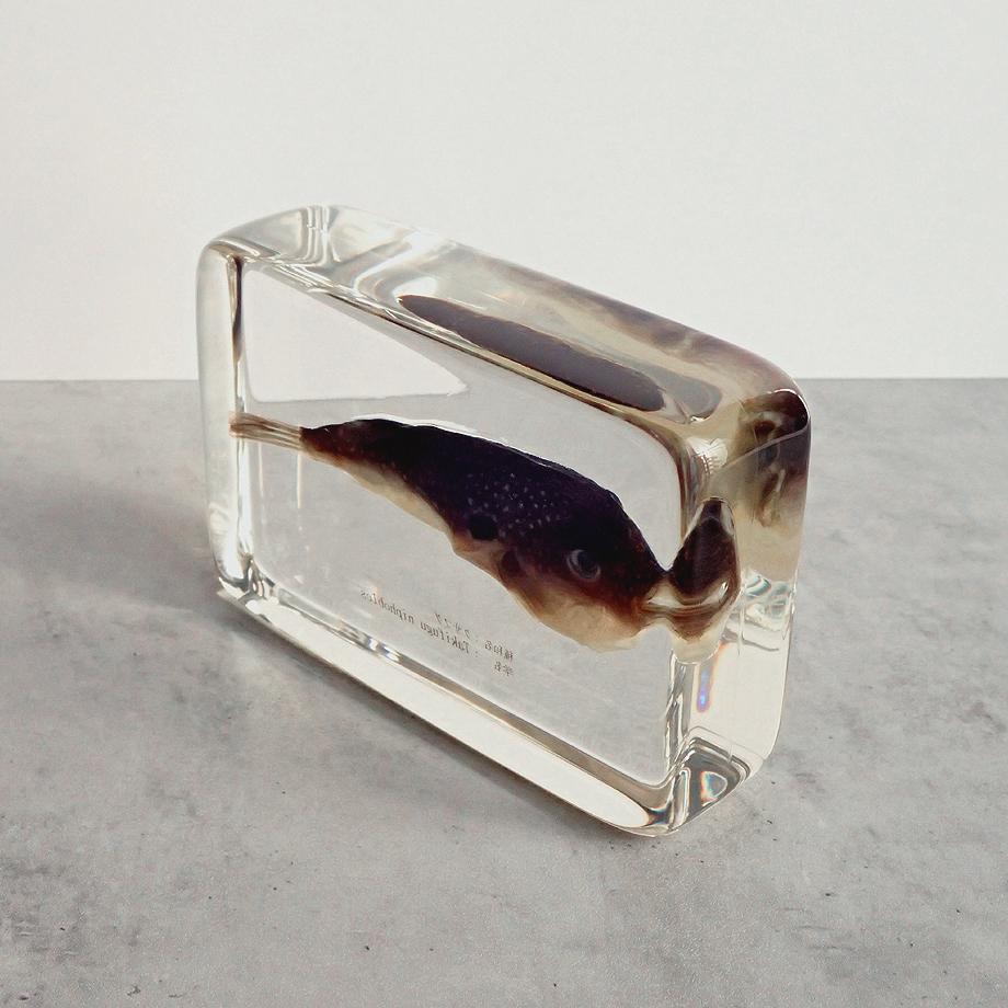 クサフグ樹脂封入標本 3L (木製標本箱入り) | 12枚目