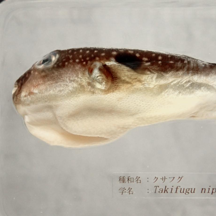 クサフグ樹脂封入標本 3L (木製標本箱入り) | 13枚目