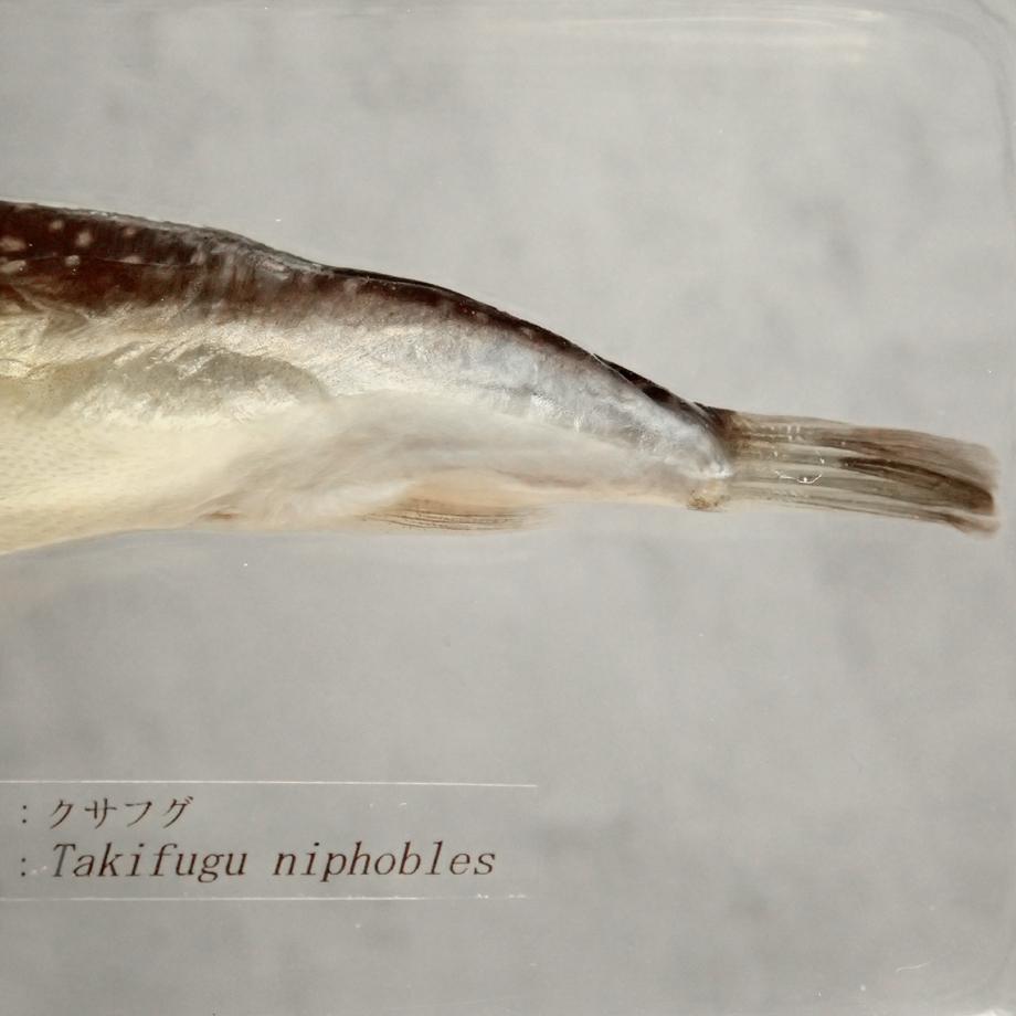 クサフグ樹脂封入標本 3L (木製標本箱入り) | 14枚目