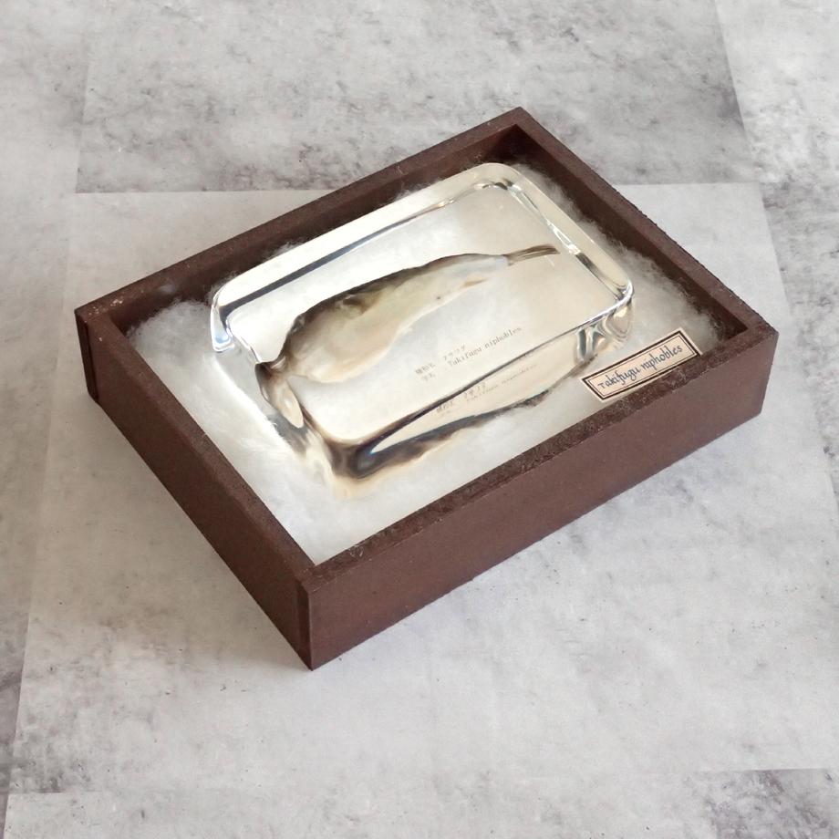 クサフグ樹脂封入標本 3L (木製標本箱入り) | 15枚目