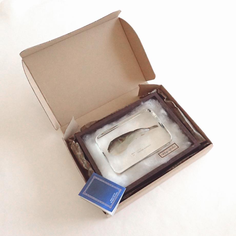 クサフグ樹脂封入標本 3L (木製標本箱入り) | 16枚目