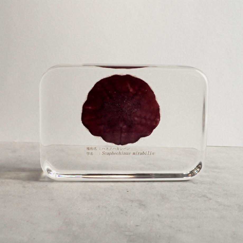 ハスノハカシパン樹脂封入標本 2L (木製標本箱入り) | 5枚目