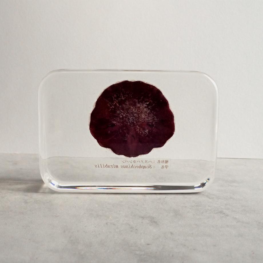 ハスノハカシパン樹脂封入標本 2L (木製標本箱入り) | 6枚目