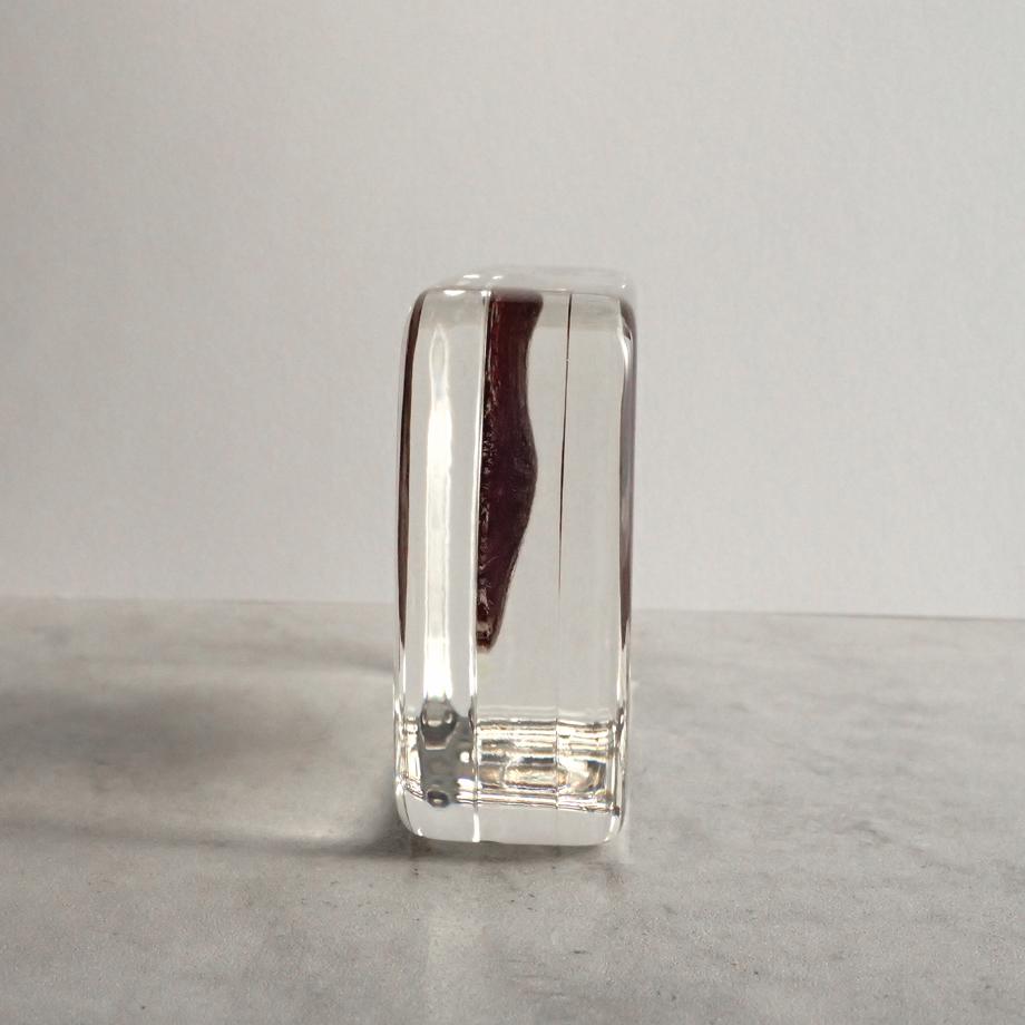 ハスノハカシパン樹脂封入標本 2L (木製標本箱入り) | 7枚目