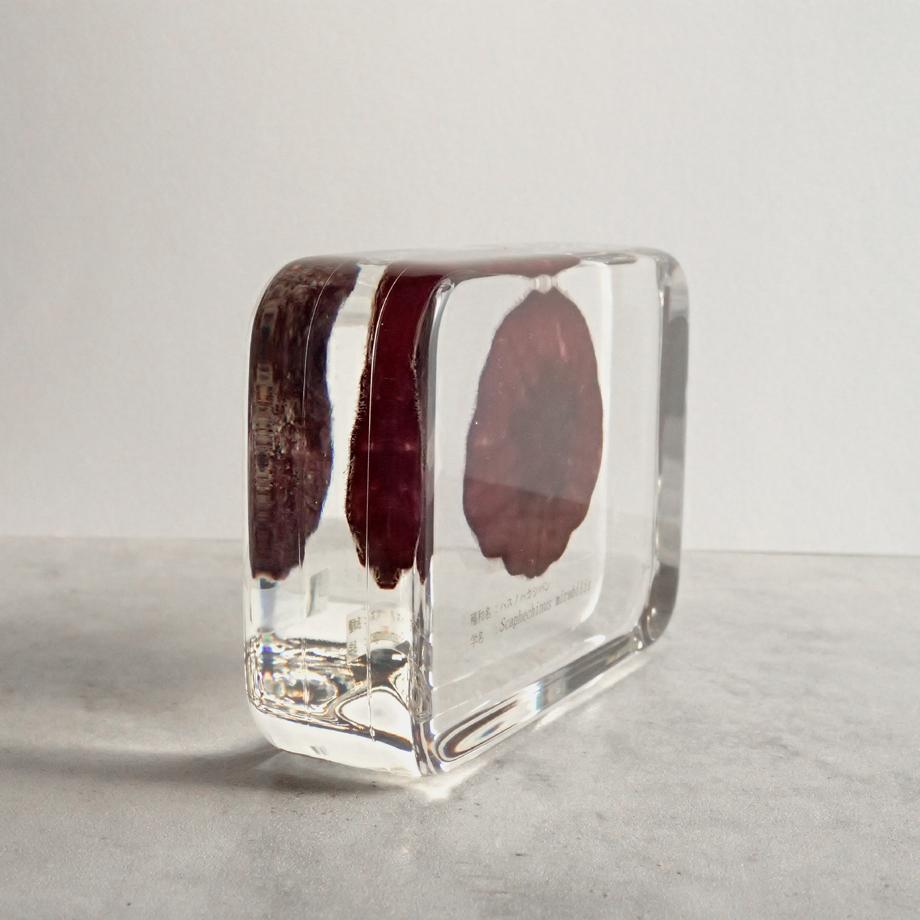 ハスノハカシパン樹脂封入標本 2L (木製標本箱入り) | 8枚目