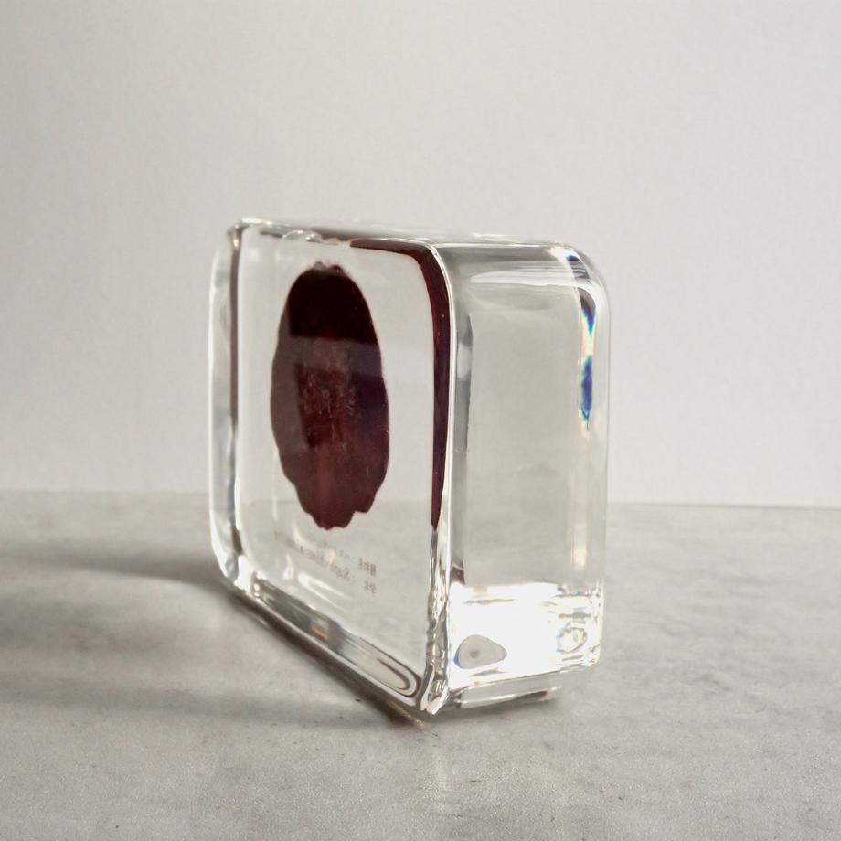 ハスノハカシパン樹脂封入標本 2L (木製標本箱入り) | 9枚目