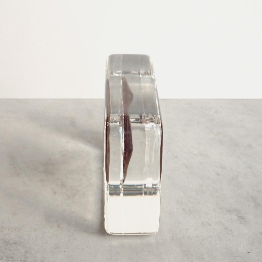 ハスノハカシパン樹脂封入標本 2L (木製標本箱入り) | 10枚目