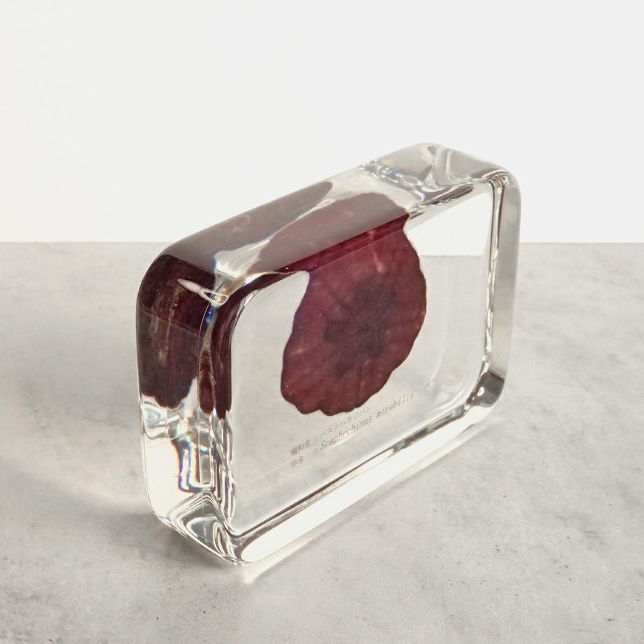 ハスノハカシパン樹脂封入標本 2L (木製標本箱入り) | 11枚目