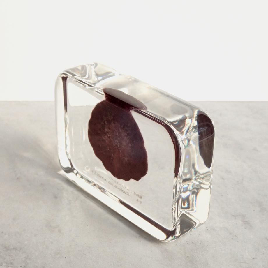 ハスノハカシパン樹脂封入標本 2L (木製標本箱入り) | 12枚目