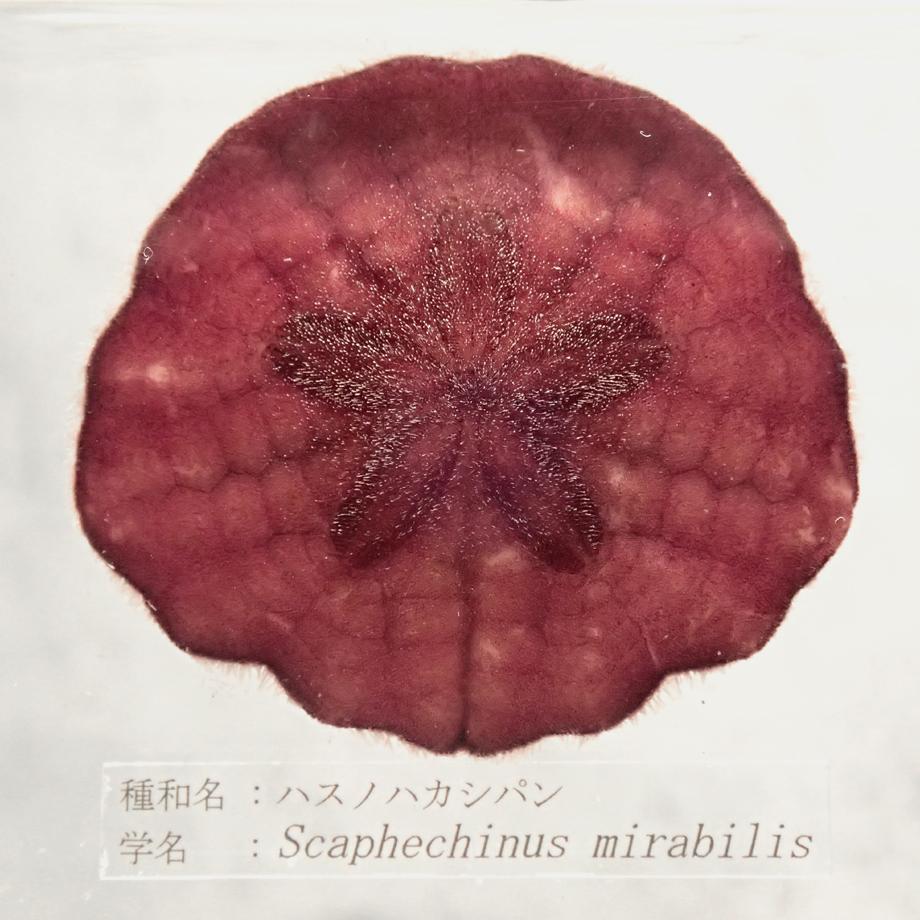 ハスノハカシパン樹脂封入標本 2L (木製標本箱入り) | 13枚目