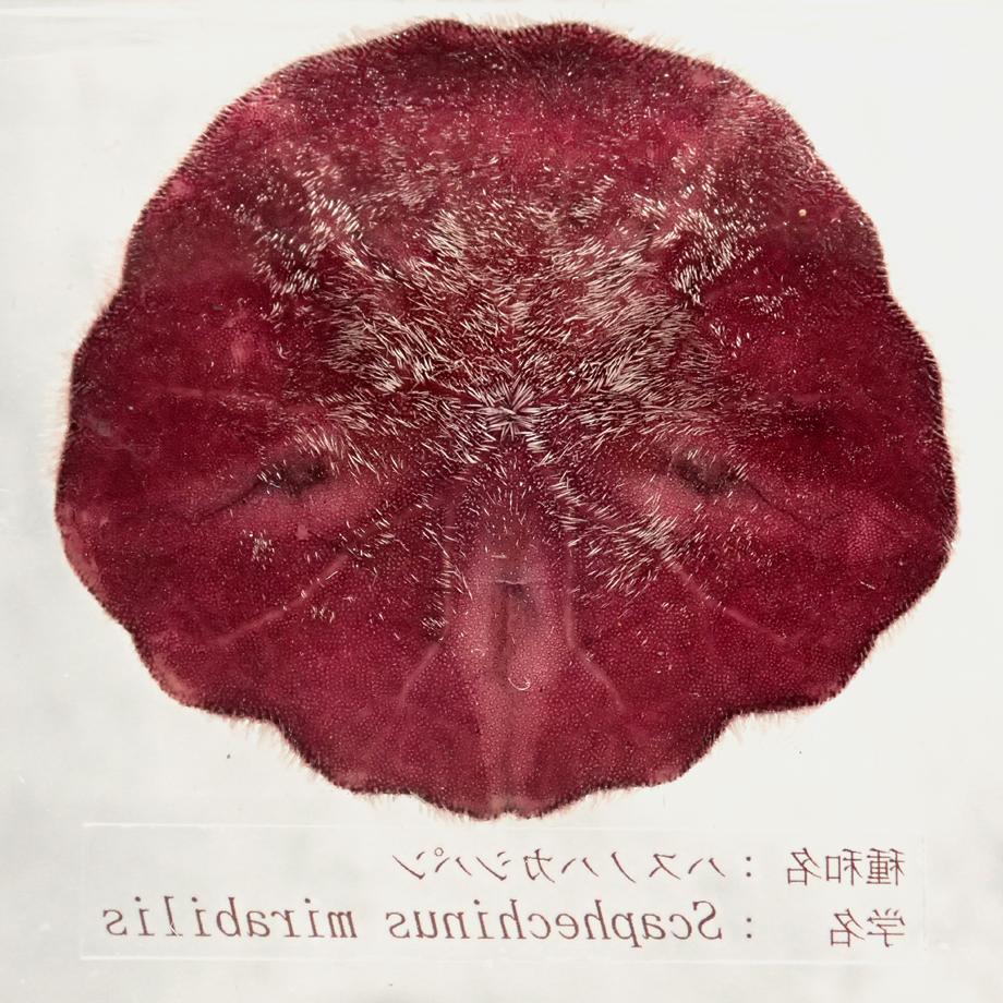 ハスノハカシパン樹脂封入標本 2L (木製標本箱入り) | 14枚目