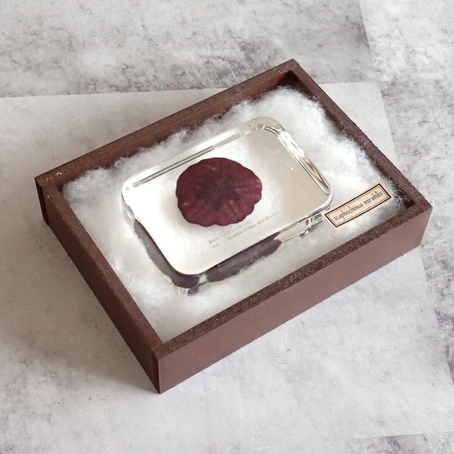 ハスノハカシパン樹脂封入標本 2L (木製標本箱入り) | 15枚目