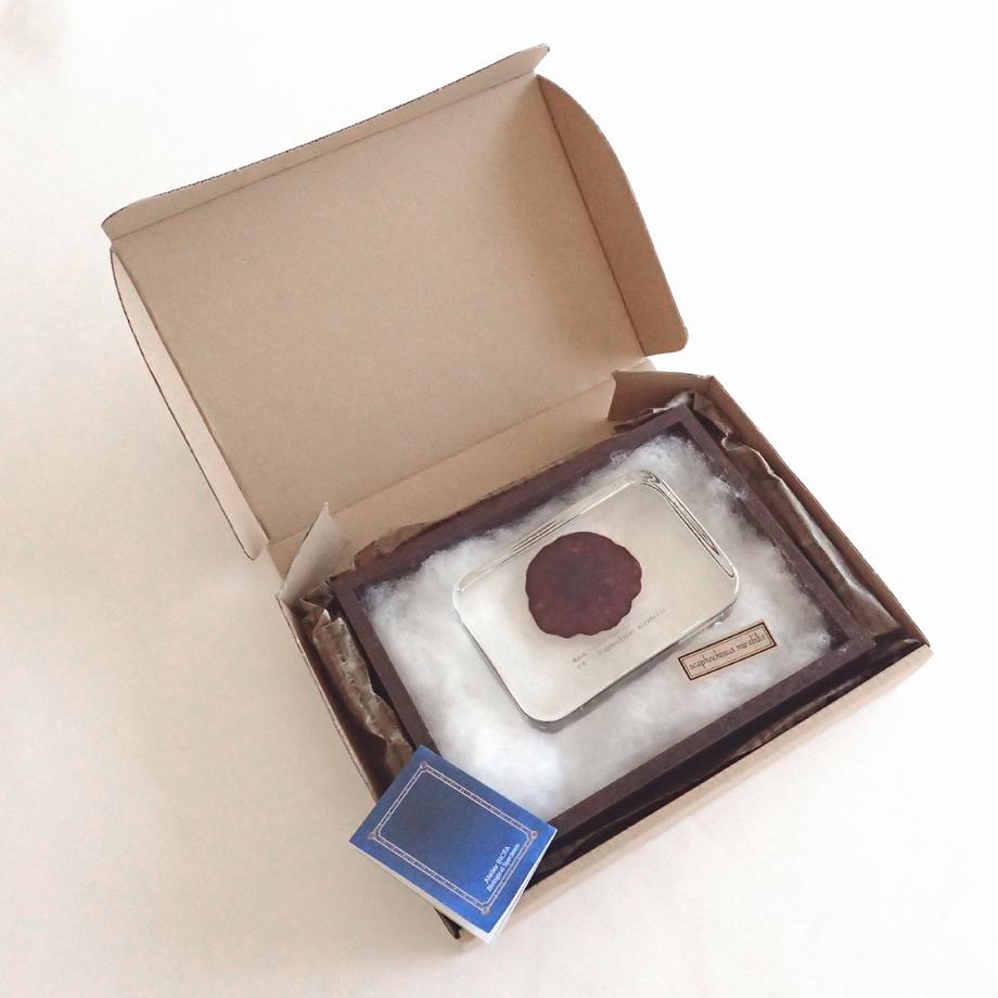 ハスノハカシパン樹脂封入標本 2L (木製標本箱入り) | 16枚目