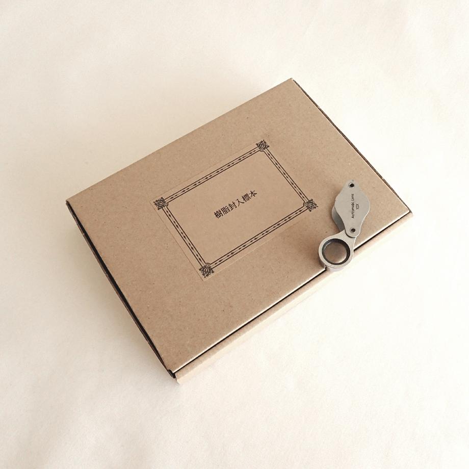 ハスノハカシパン樹脂封入標本 2L (木製標本箱入り) | 17枚目