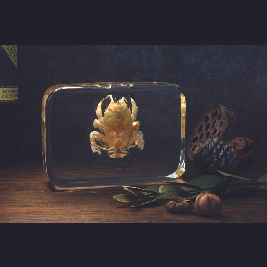 クダヒゲガニ科の一種樹脂封入標本 2L (木製標本箱入り) | 18枚目