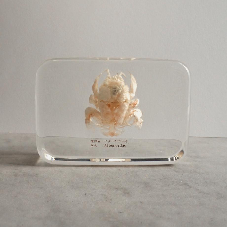 クダヒゲガニ科の一種樹脂封入標本 2L (木製標本箱入り) | 5枚目