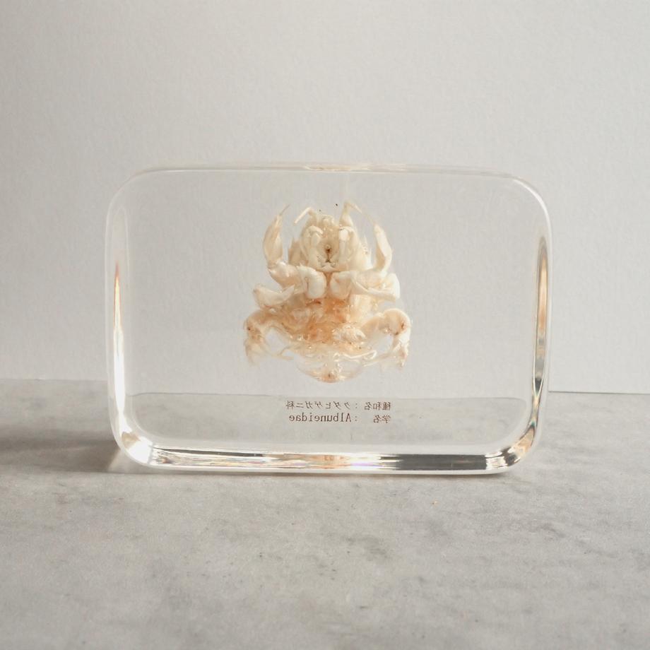 クダヒゲガニ科の一種樹脂封入標本 2L (木製標本箱入り) | 6枚目