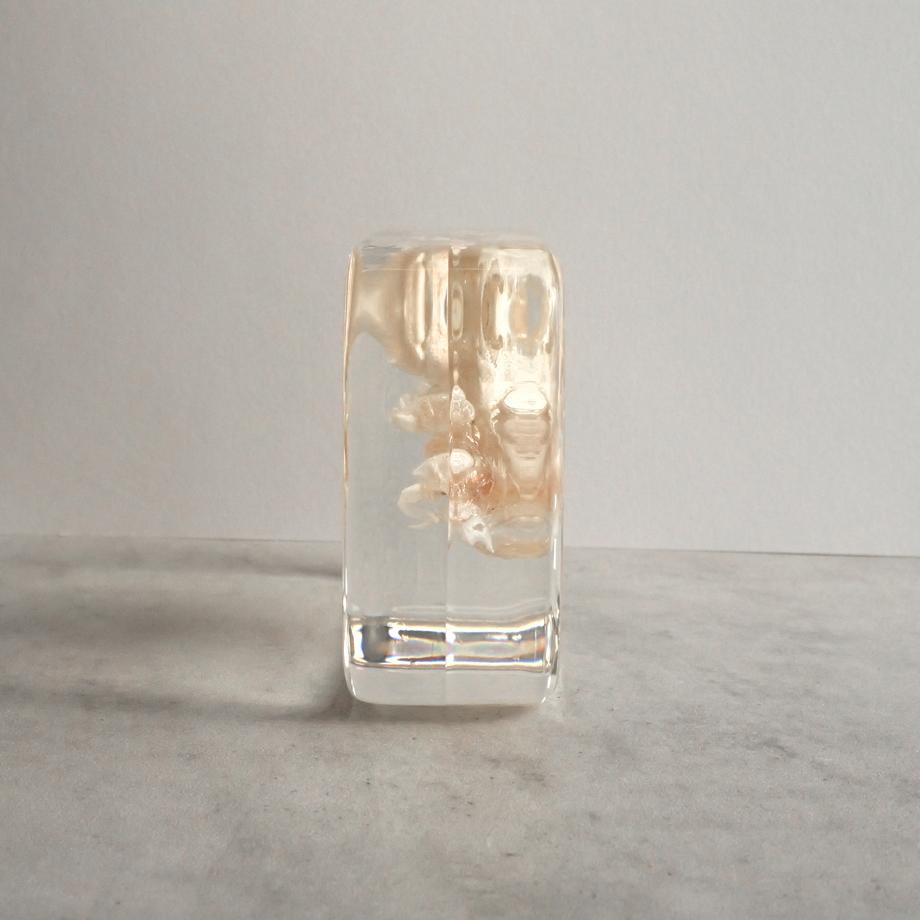 クダヒゲガニ科の一種樹脂封入標本 2L (木製標本箱入り) | 7枚目