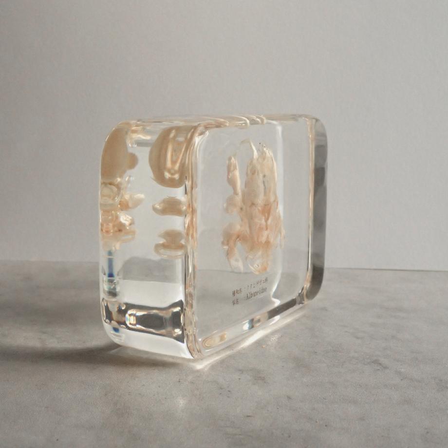 クダヒゲガニ科の一種樹脂封入標本 2L (木製標本箱入り) | 8枚目