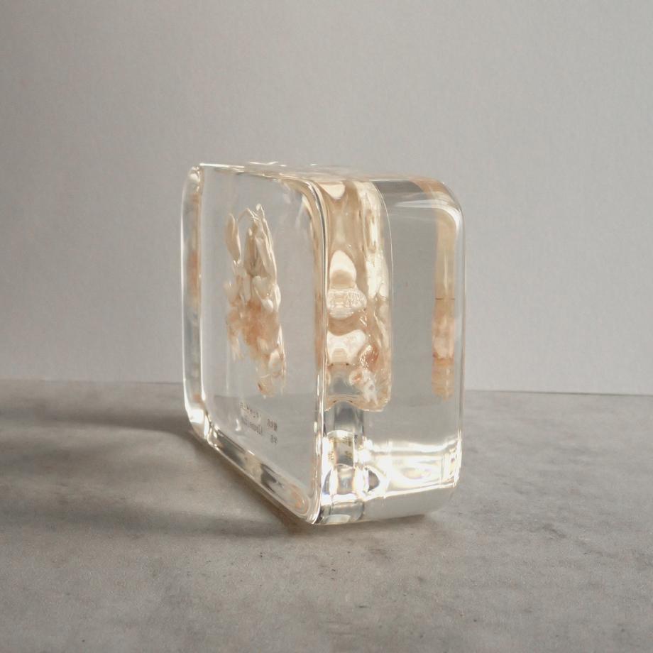 クダヒゲガニ科の一種樹脂封入標本 2L (木製標本箱入り) | 9枚目