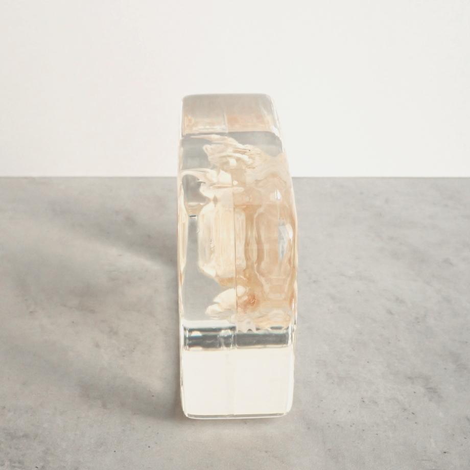 クダヒゲガニ科の一種樹脂封入標本 2L (木製標本箱入り) | 10枚目