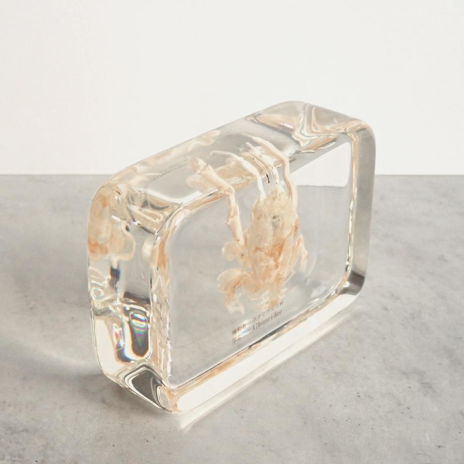 クダヒゲガニ科の一種樹脂封入標本 2L (木製標本箱入り) | 11枚目