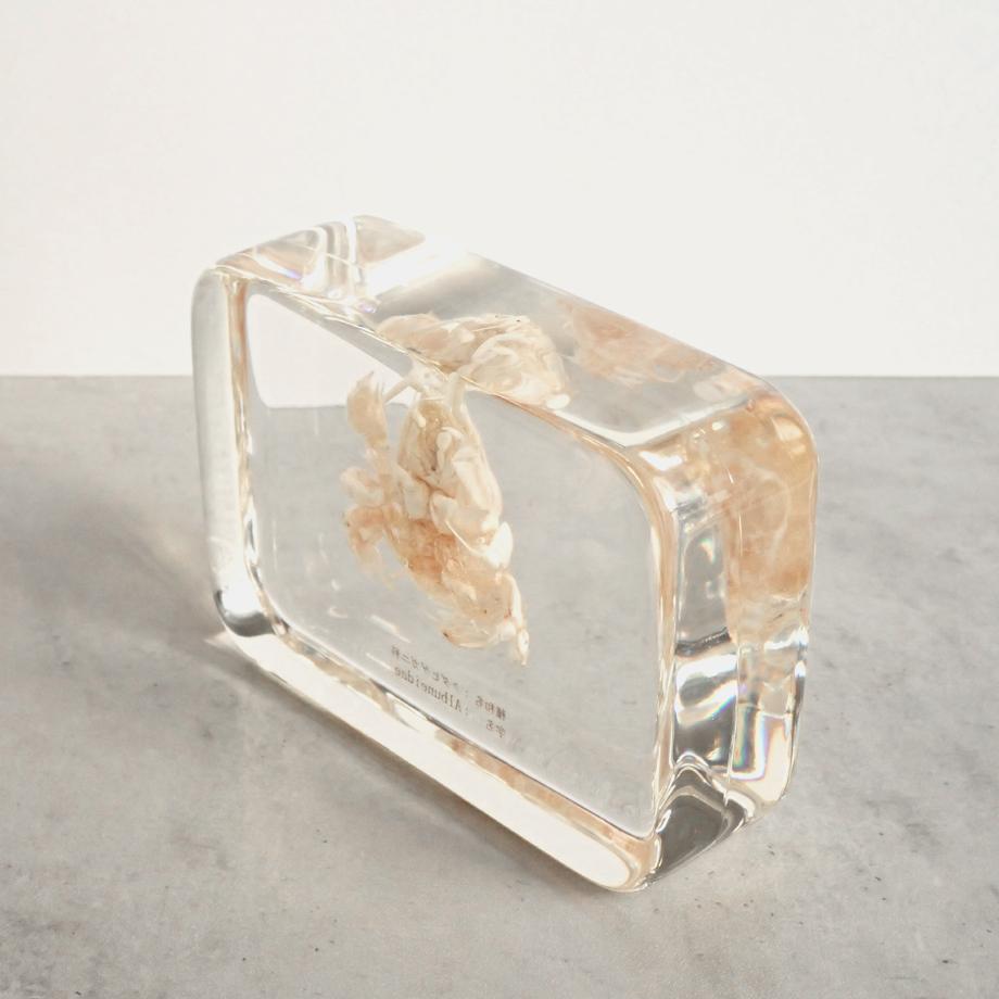 クダヒゲガニ科の一種樹脂封入標本 2L (木製標本箱入り) | 12枚目