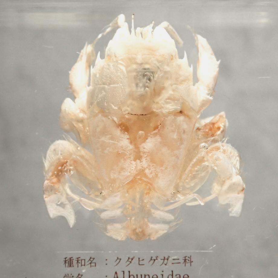 クダヒゲガニ科の一種樹脂封入標本 2L (木製標本箱入り) | 13枚目