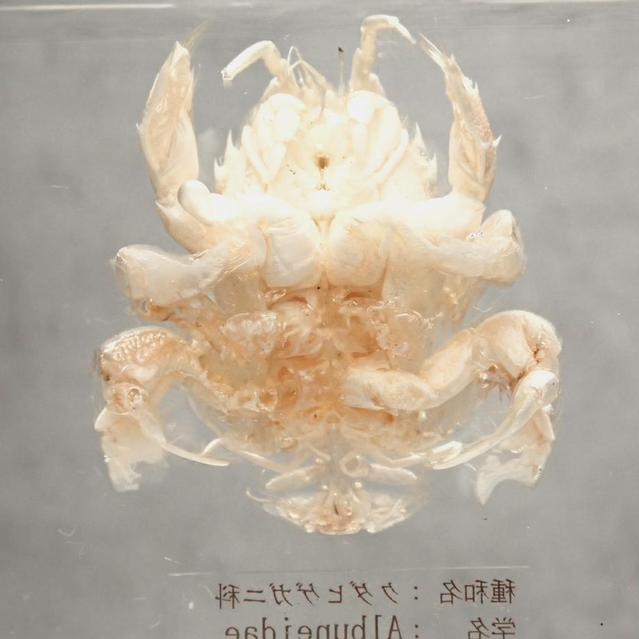 クダヒゲガニ科の一種樹脂封入標本 2L (木製標本箱入り) | 14枚目
