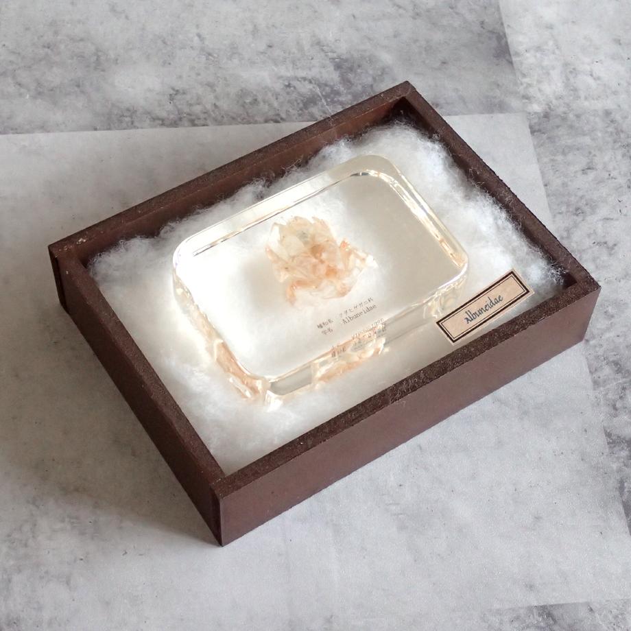 クダヒゲガニ科の一種樹脂封入標本 2L (木製標本箱入り) | 15枚目