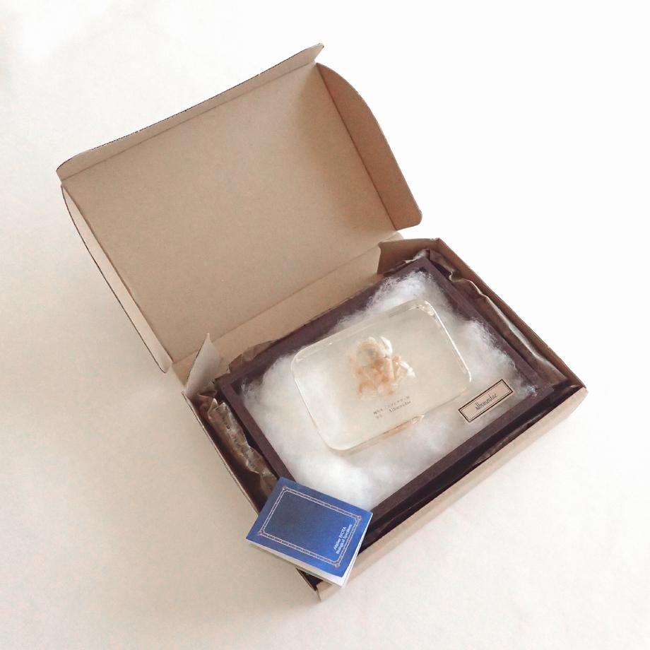 クダヒゲガニ科の一種樹脂封入標本 2L (木製標本箱入り) | 16枚目
