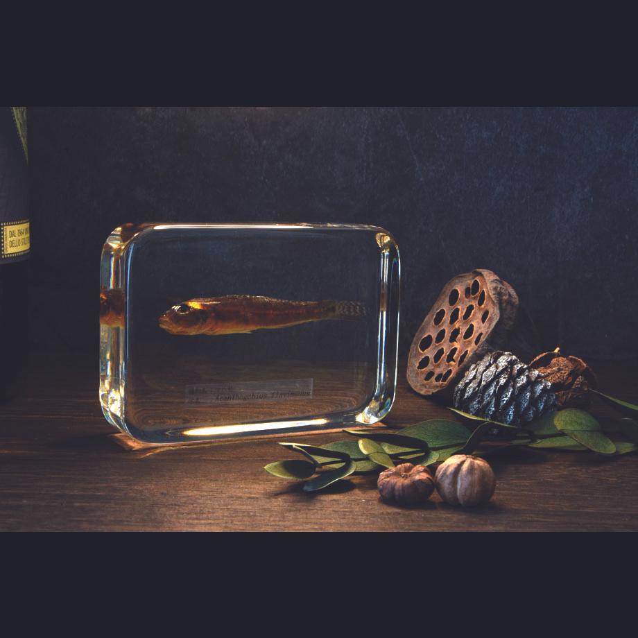 マハゼ樹脂封入標本 2L (木製標本箱入り) | 18枚目