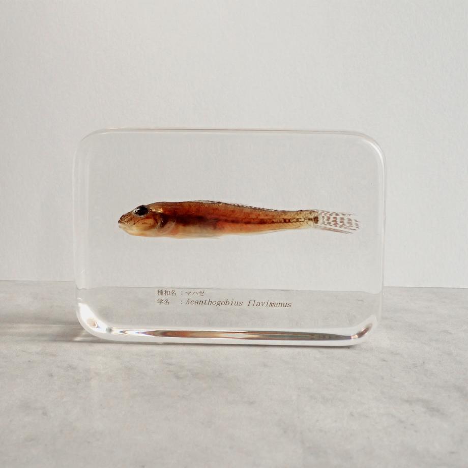 マハゼ樹脂封入標本 2L (木製標本箱入り) | 5枚目