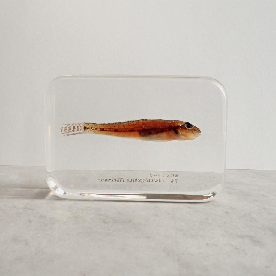 マハゼ樹脂封入標本 2L (木製標本箱入り) | 6枚目