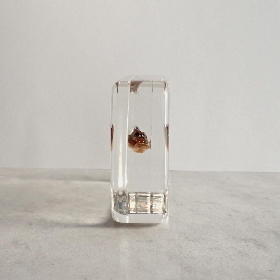 マハゼ樹脂封入標本 2L (木製標本箱入り) | 7枚目