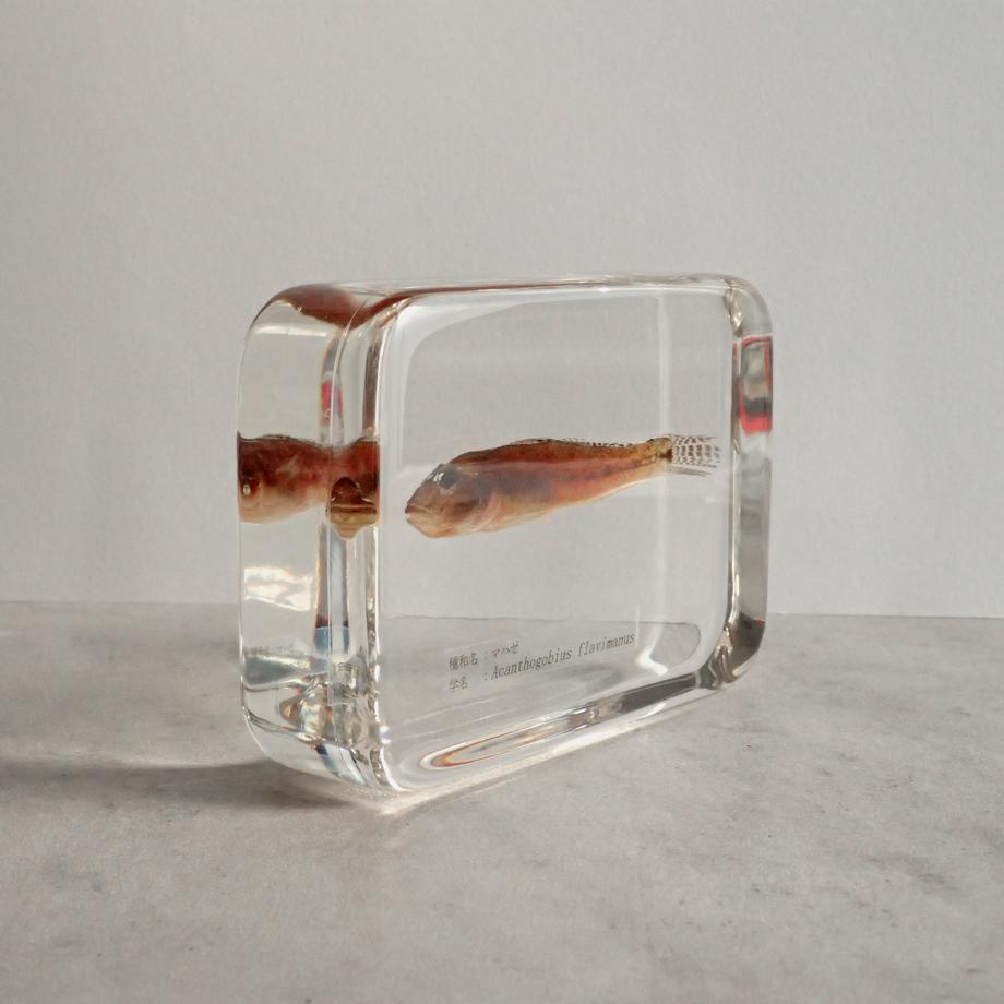 マハゼ樹脂封入標本 2L (木製標本箱入り) | 8枚目