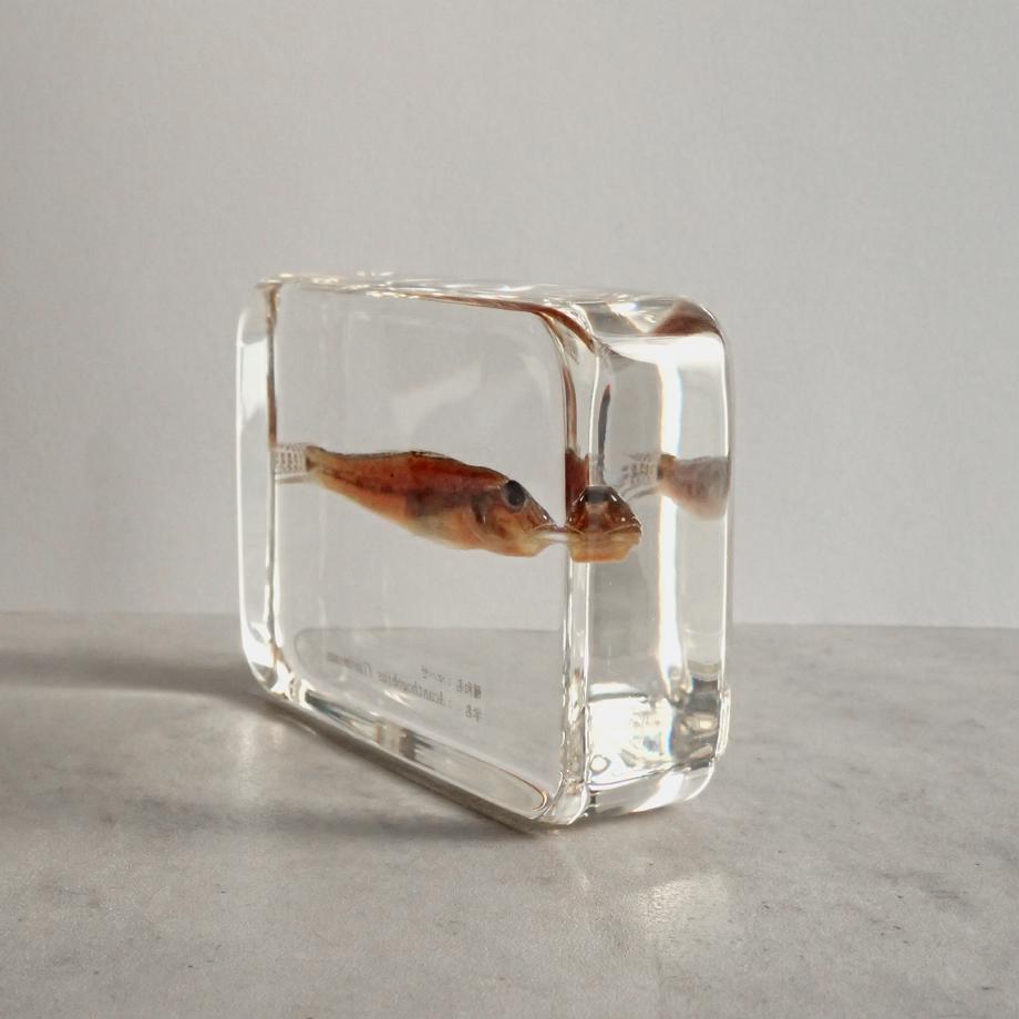 マハゼ樹脂封入標本 2L (木製標本箱入り) | 9枚目