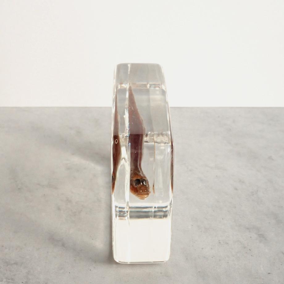 マハゼ樹脂封入標本 2L (木製標本箱入り) | 10枚目