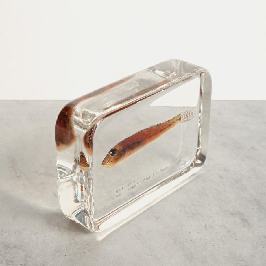 マハゼ樹脂封入標本 2L (木製標本箱入り) | 11枚目