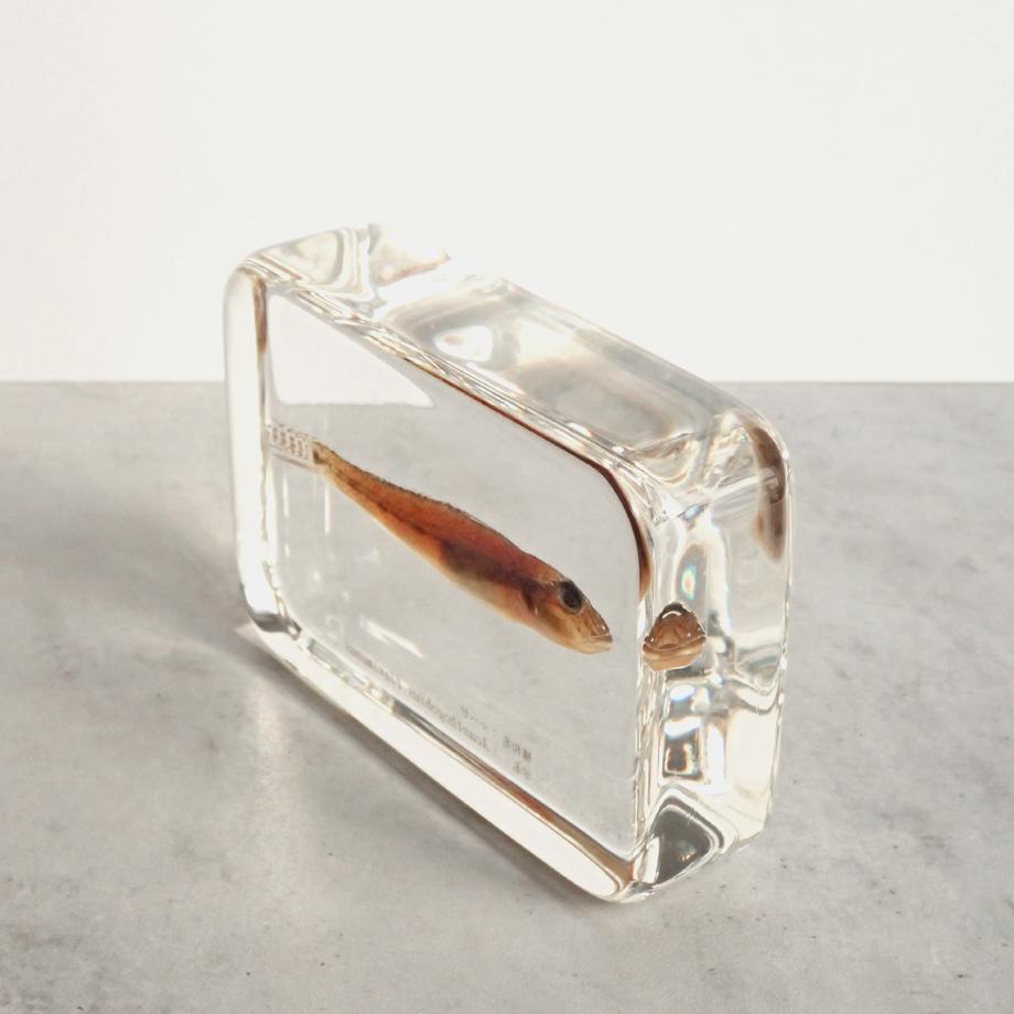 マハゼ樹脂封入標本 2L (木製標本箱入り) | 12枚目