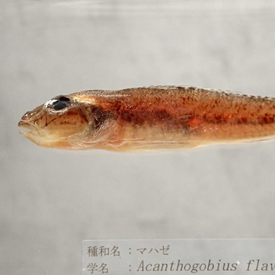 マハゼ樹脂封入標本 2L (木製標本箱入り) | 13枚目